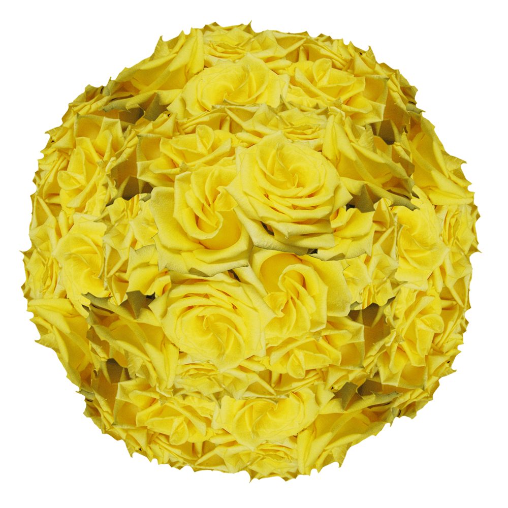 100 Fresh Yellow Roses from Ecuador Big Rose for Bouquets