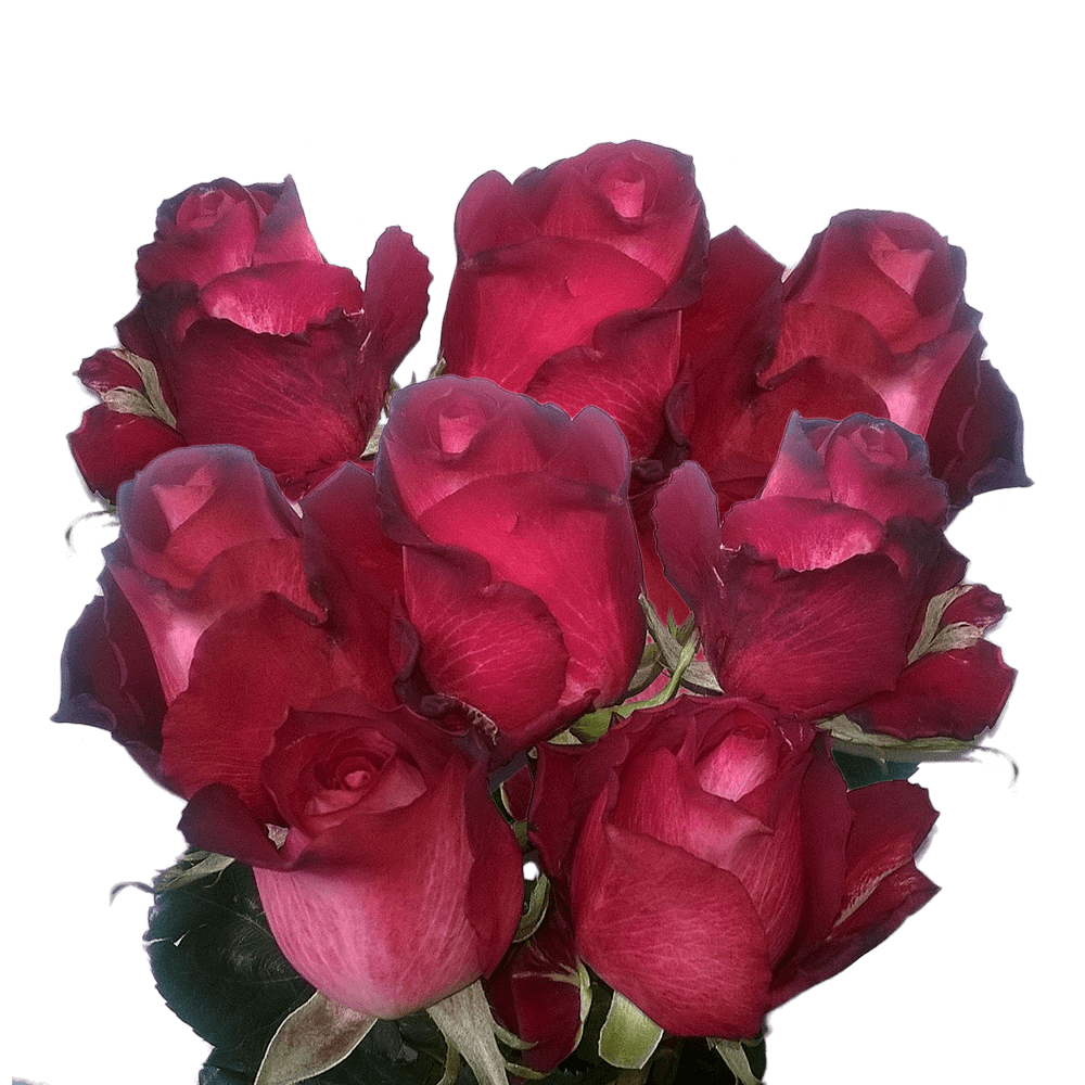 100 Red Ecuadorian Roses Red Roses Wedding Floral Supplies