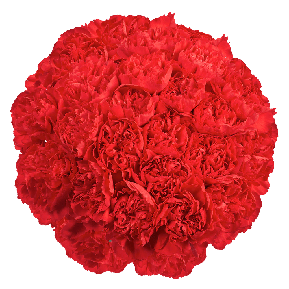 200 Red Carnations for Next Day Delivery