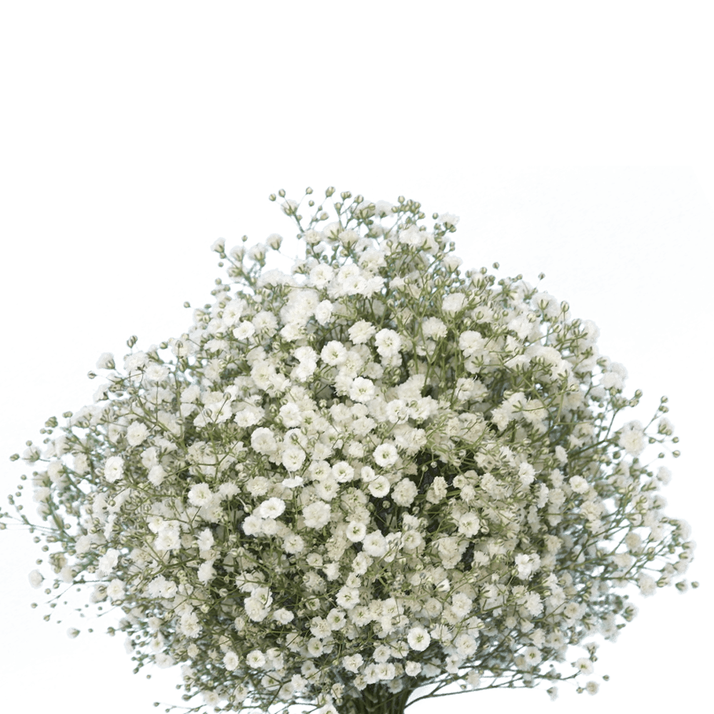 Babys Breath Flowers For Sale Express Delivery