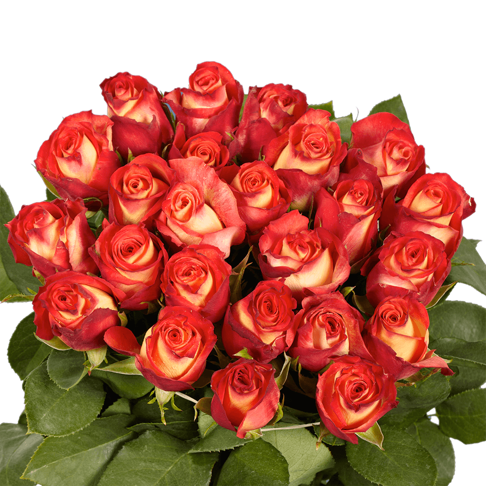 Beautiful Chanson Roses