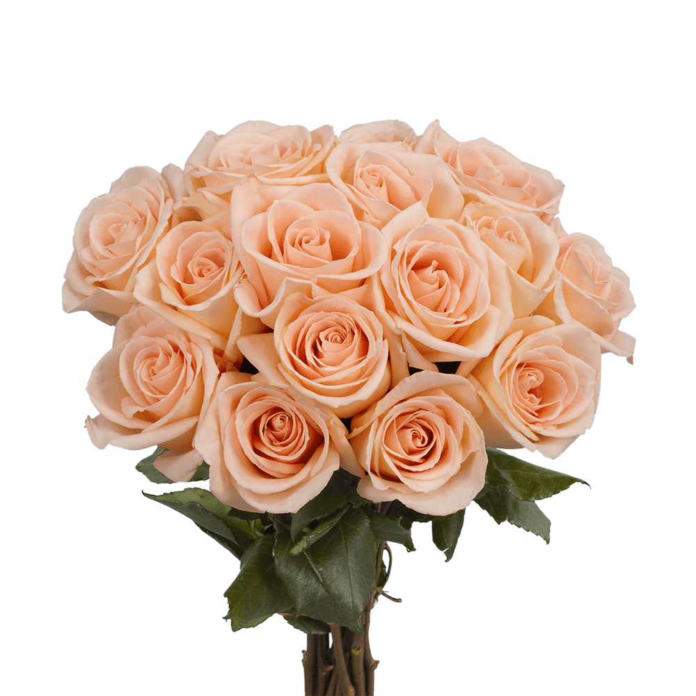 Beautiful Peach Roses