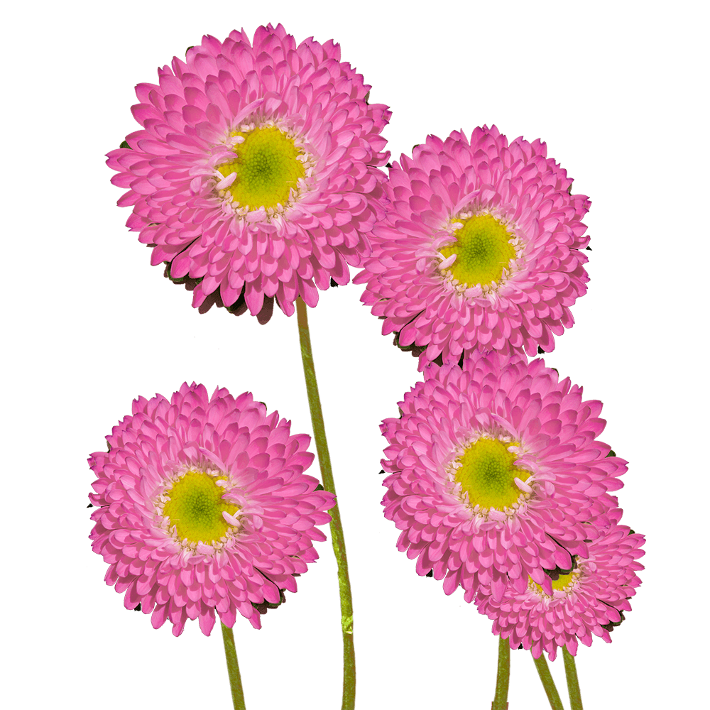 Beautiful Pink Aster Matsumoto Flowers
