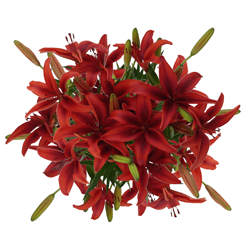 Beautiful Red Asiatic Lilies