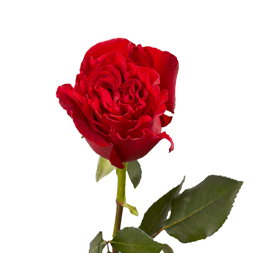 Beautiful Red Garden Roses