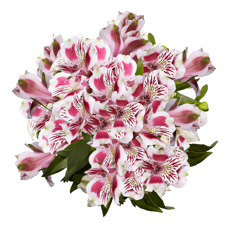 Beautiful Select Assorted Bi-Color Alstroemeria Flowers