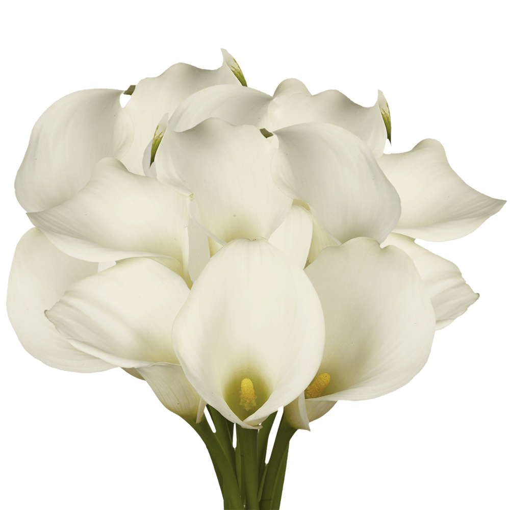 Beautiful White Open Cut Calla Lilies