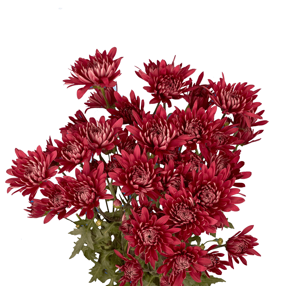 Best Burgundy Chrysanthemum Cushion Flowers