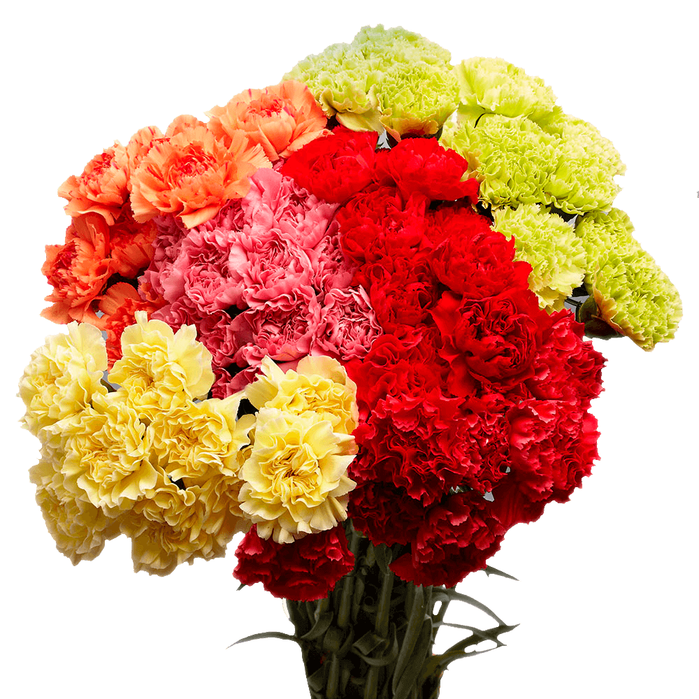 Best Color Carnations