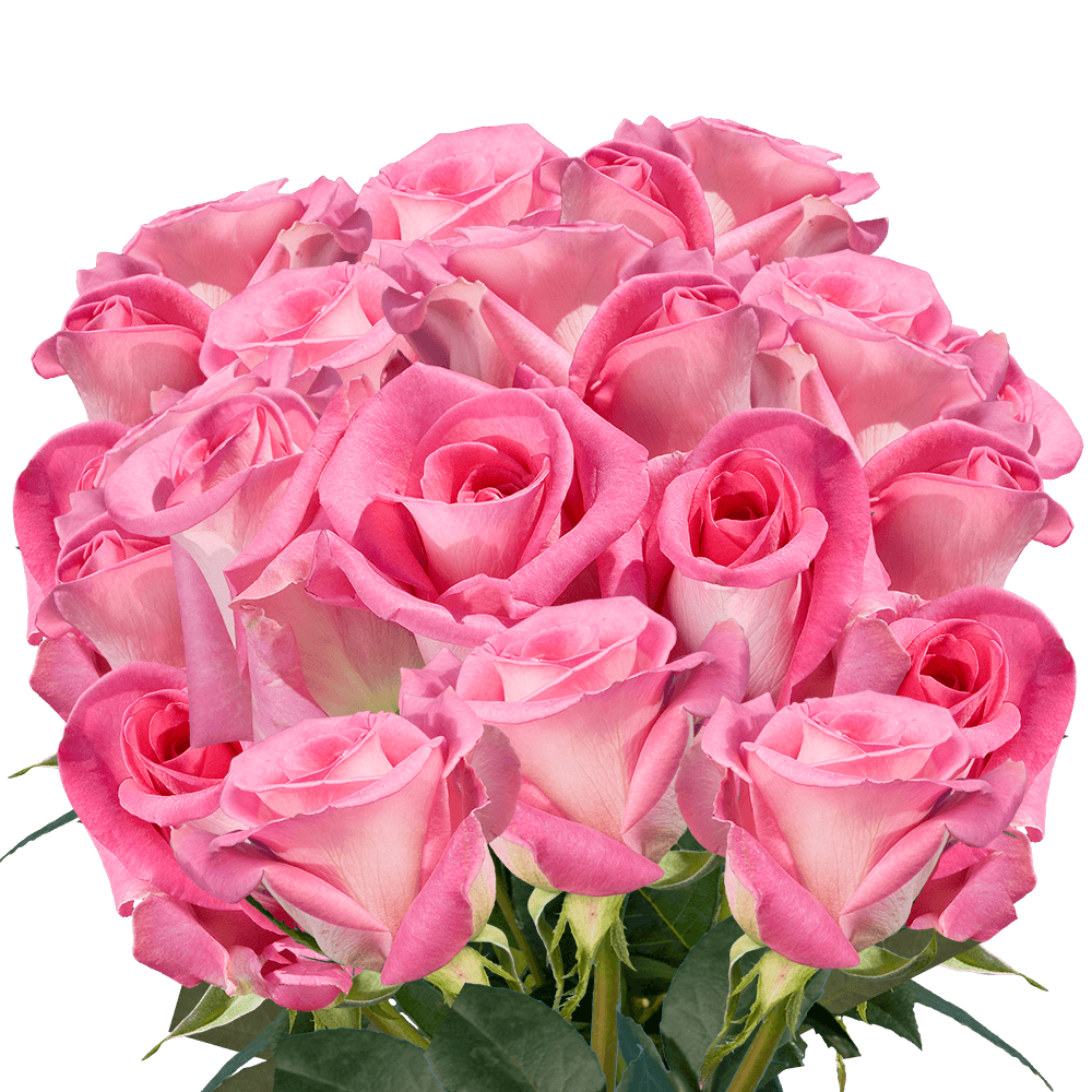 Best Pink Rose Florist