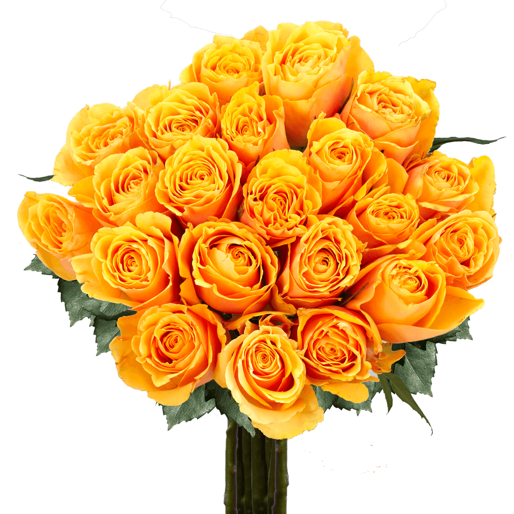Best Yellow Roses Euforia Roses Free Delivery