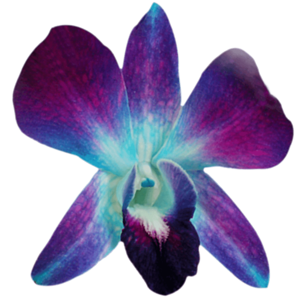 Blue Dyed Orchids Flowers Online For Sale