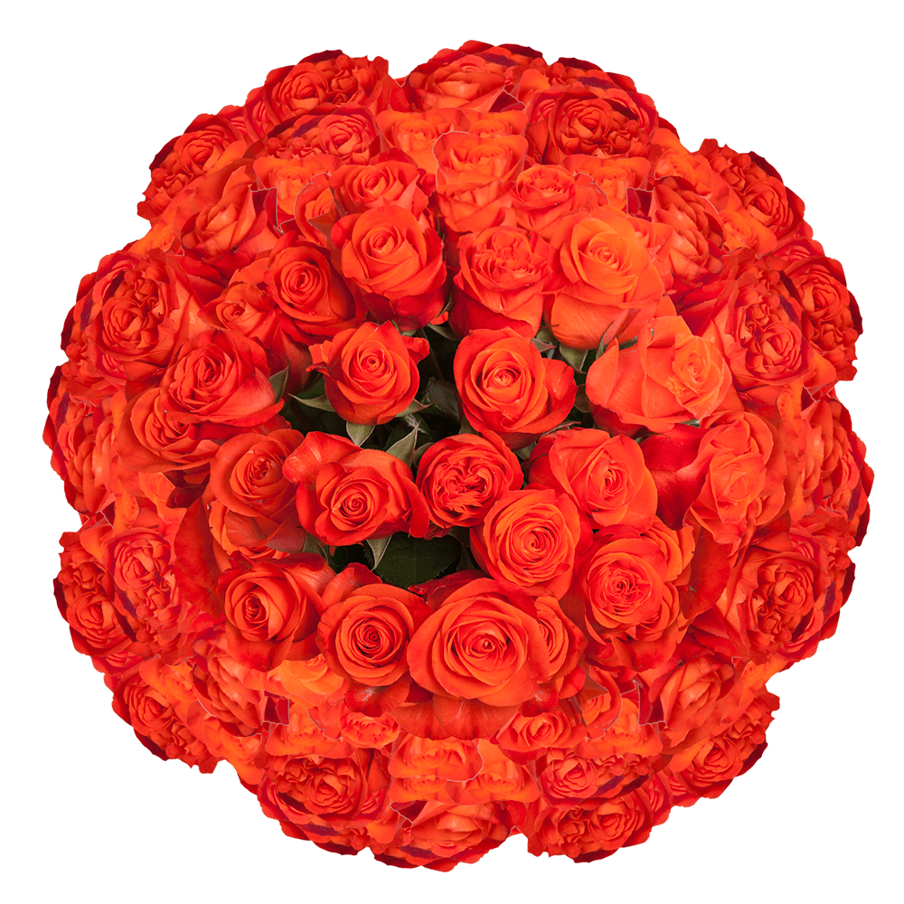 Bright Orange Rose Flowers for Bouquets Super Wow Roses