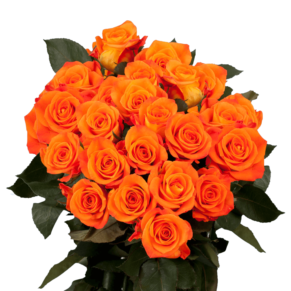 Bright Orange Roses For Sale
