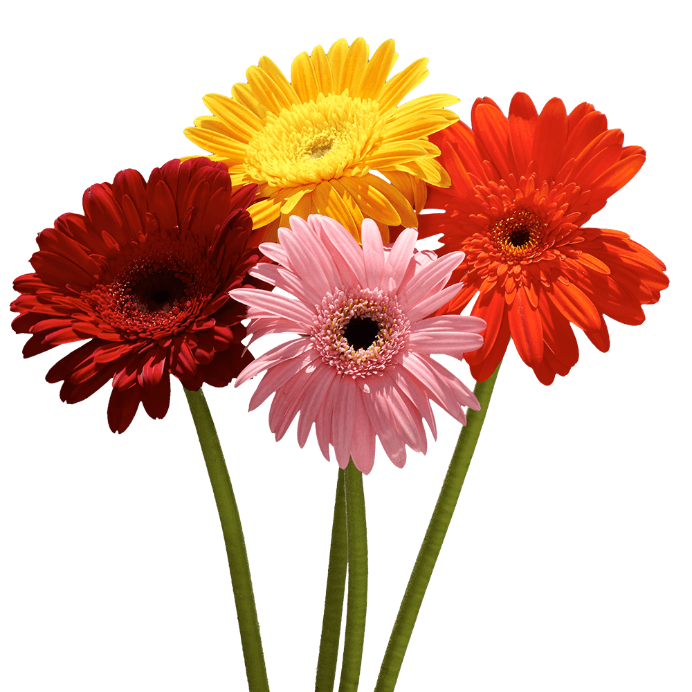 Buy Assorted Mini Gerbera Flowers