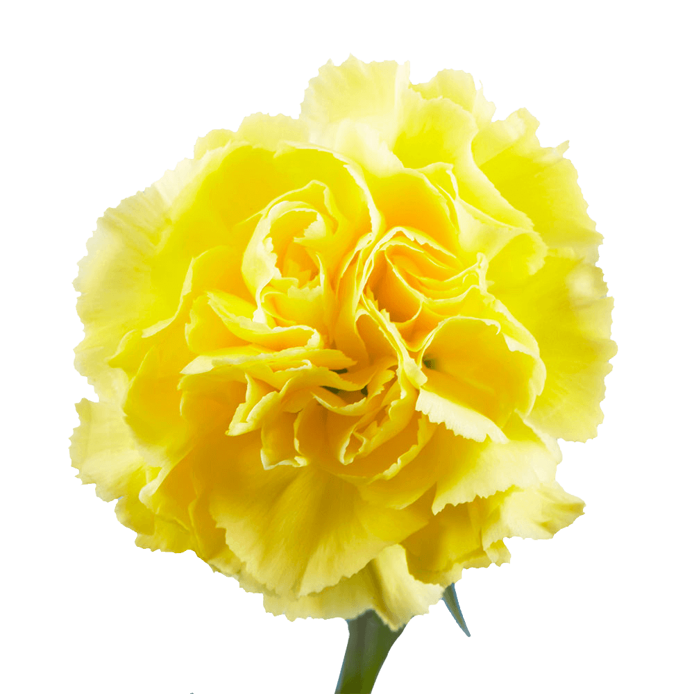 Carnations for Sale