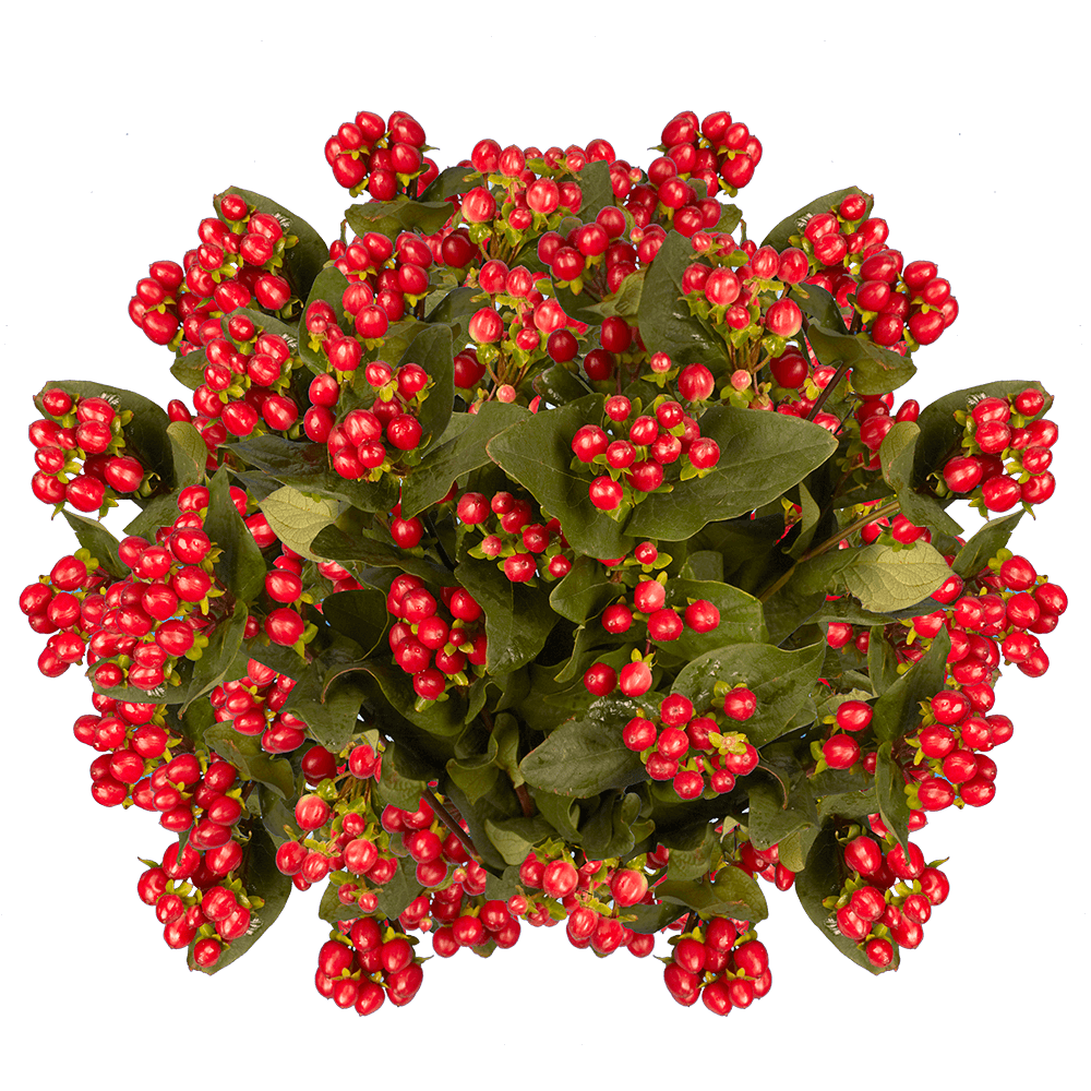 Cheap Cherry Hypericum Flowers