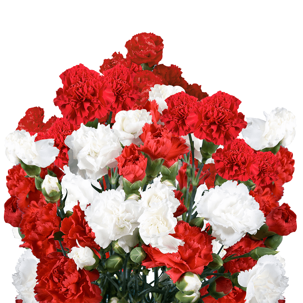 Cheap Christmas Color Spray Carnation Flowers