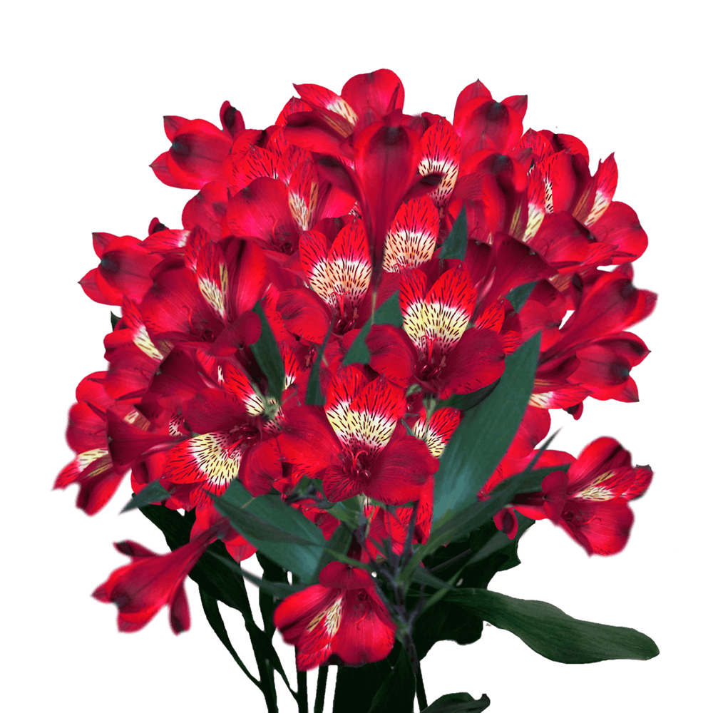 Cheap Fancy Red Alstroemeria Flowers