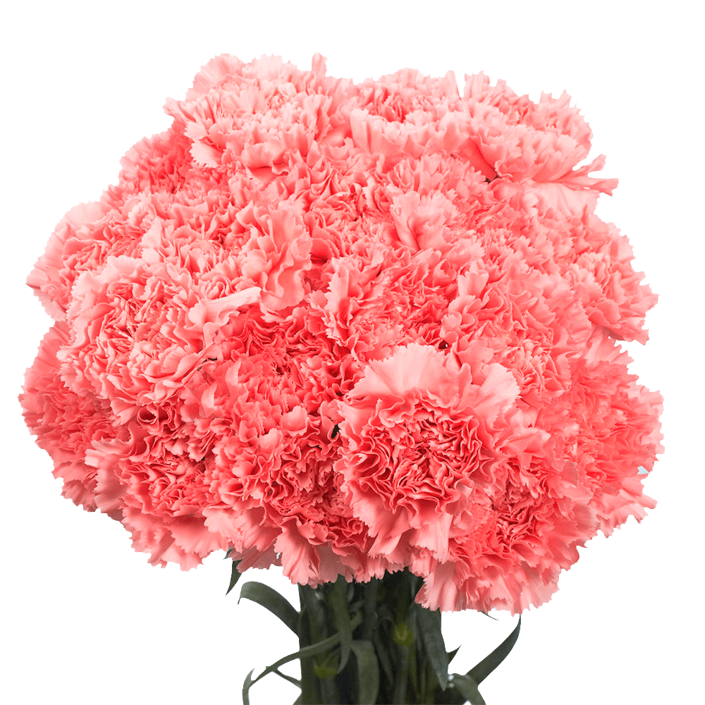 Cheap Pink Carnations