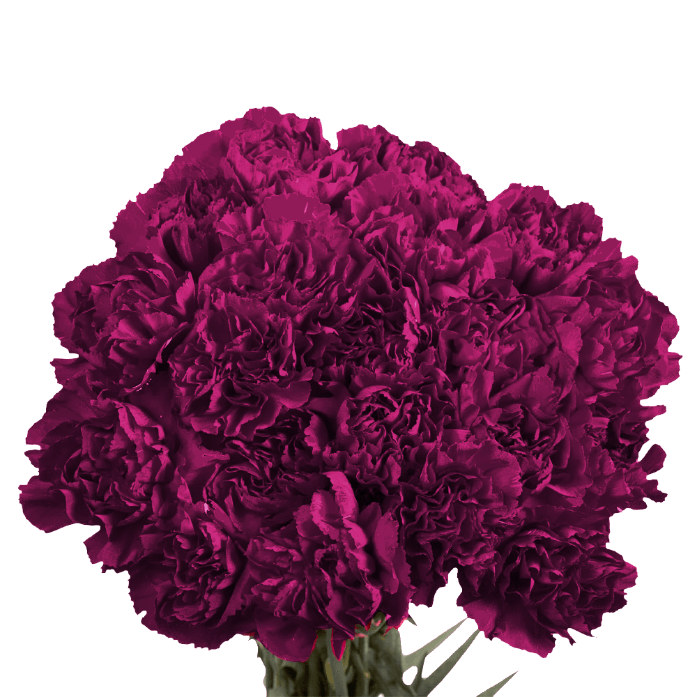 Cheap Purple Carnations