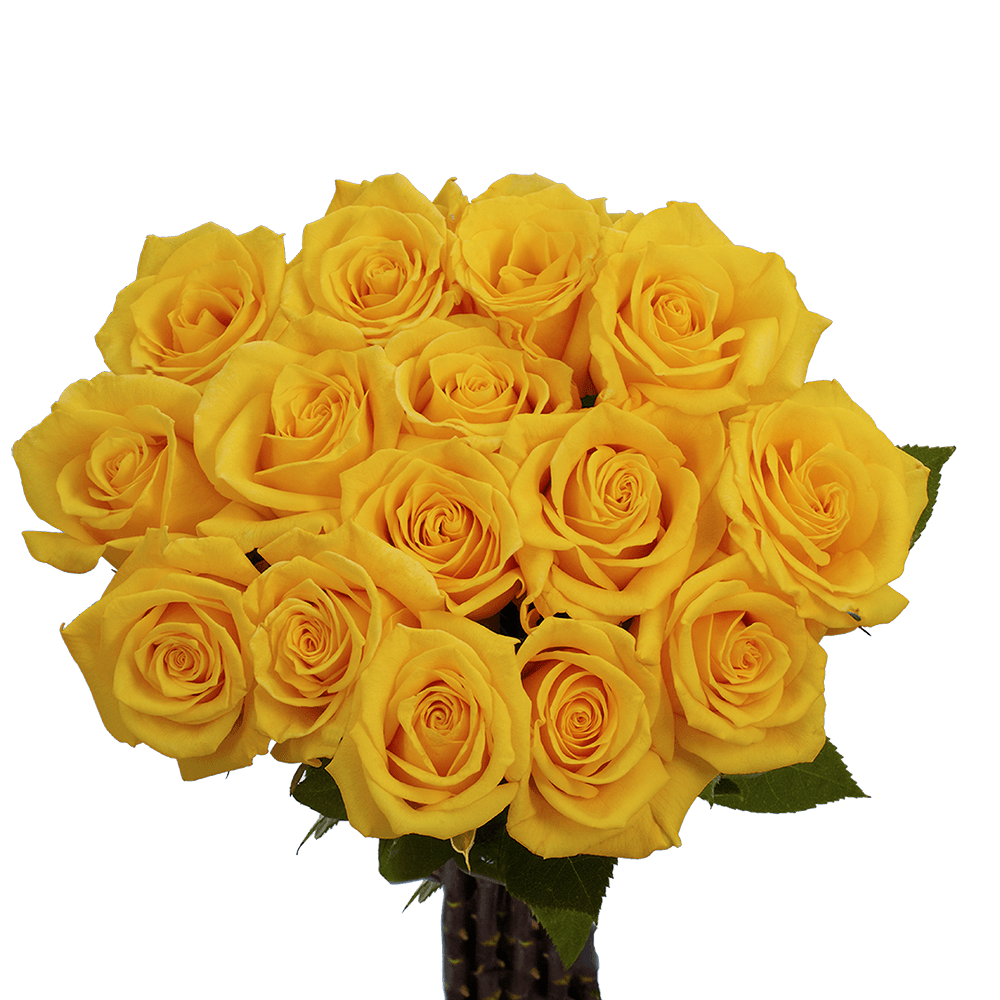 Cheapest Roses Golden Yellow