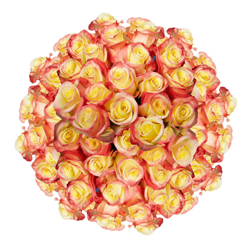 Creamy Yellow Bulk Roses