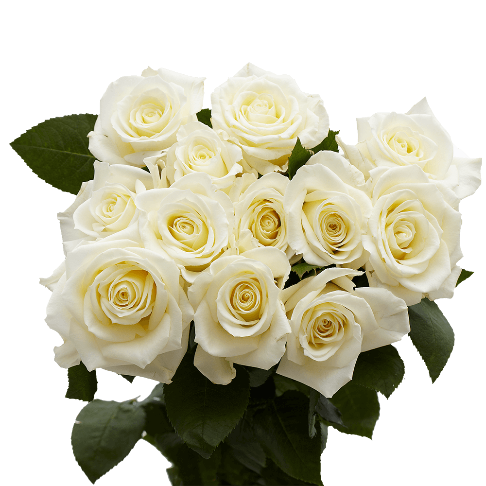 Dozen White Roses Free Valentine's Day Delivery