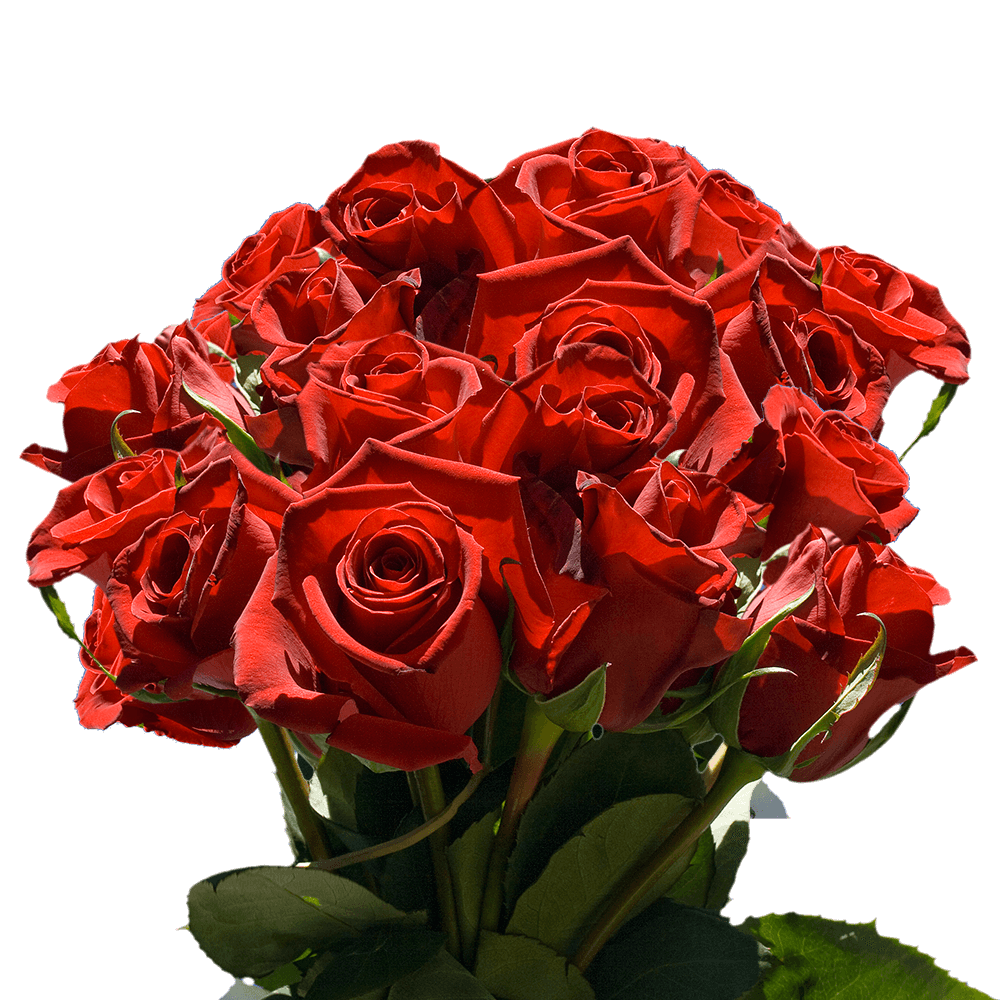Forever Young Red Roses Flowers