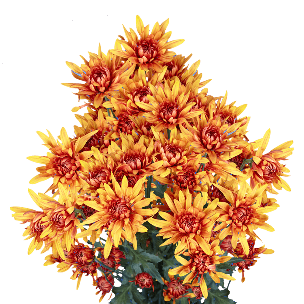 Fresh Bronze Chrysanthemum Cushion Flowers