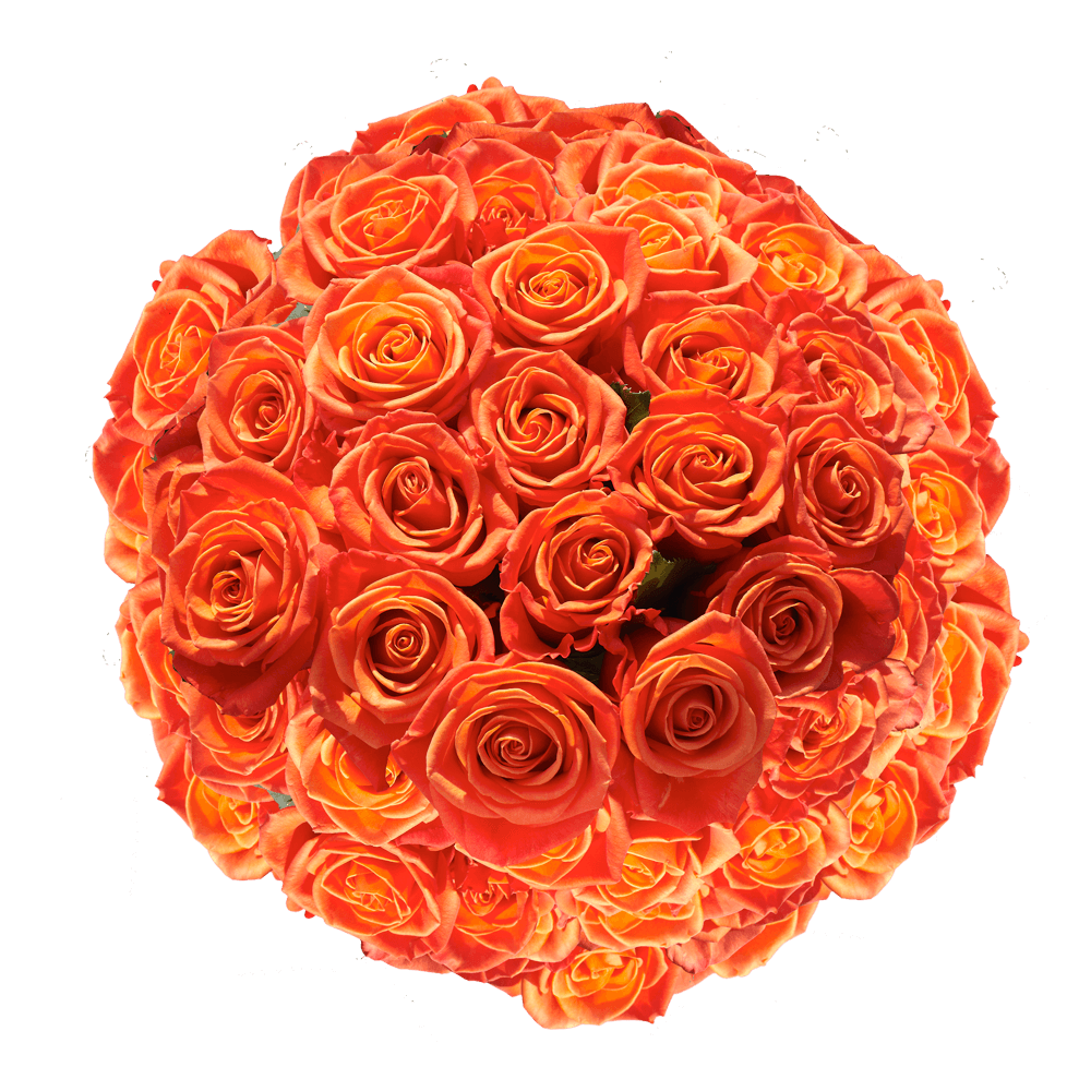 Fresh Cut Orange Roses Valentine's Day Flowers Special