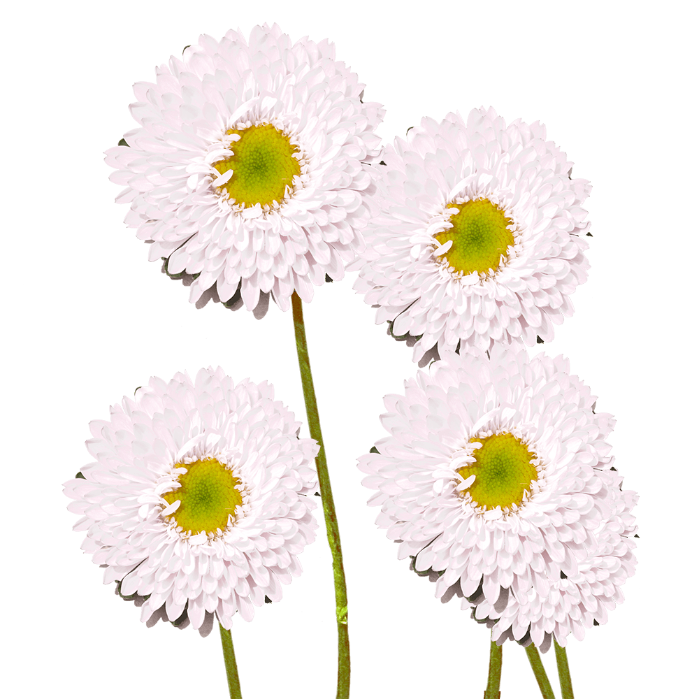 Fresh White Aster Matsumoto Flowers