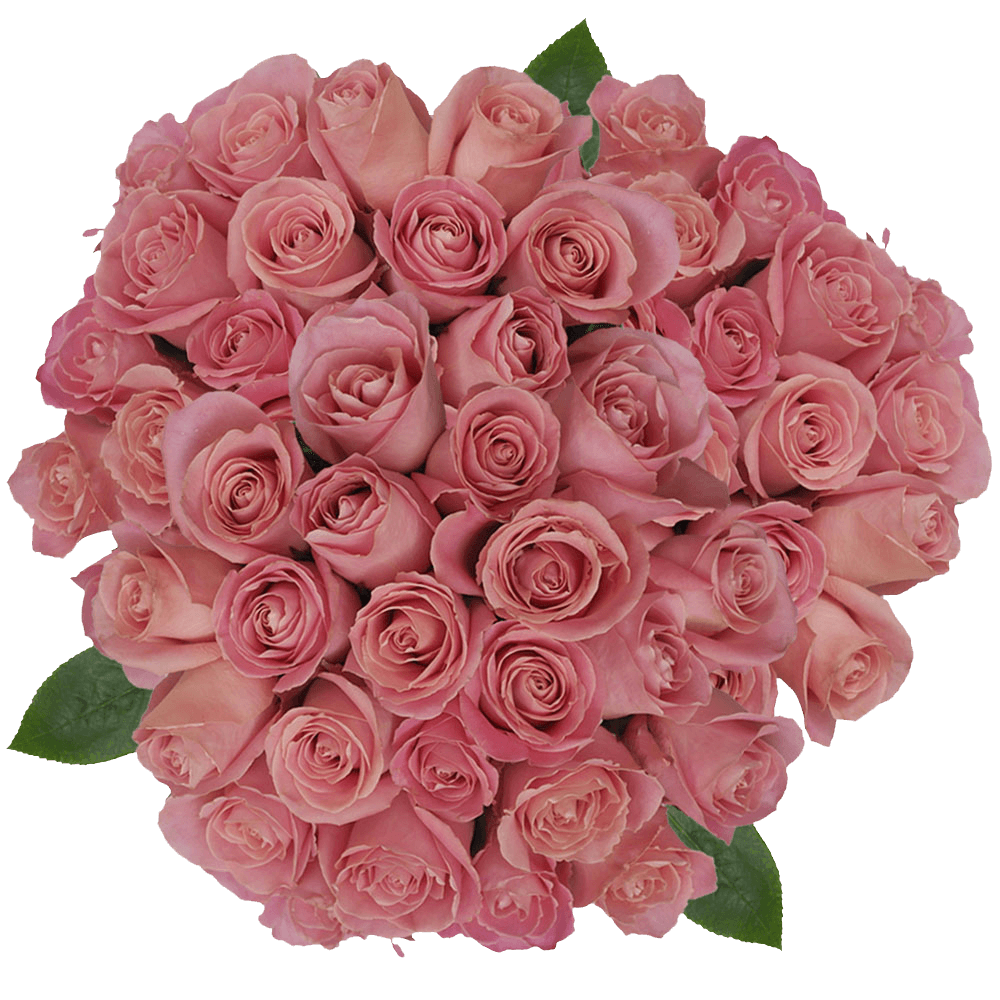 Get Antique Light Pink Hermosa Roses Lowest Prices