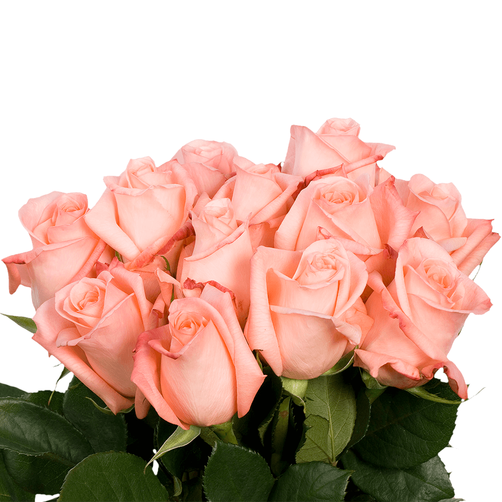 Gorgeous Classic Pink Roses