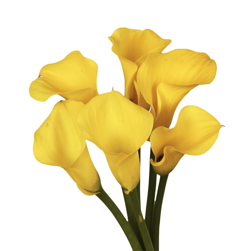 Gorgeous Golden Yellow Calla Lily Flowers