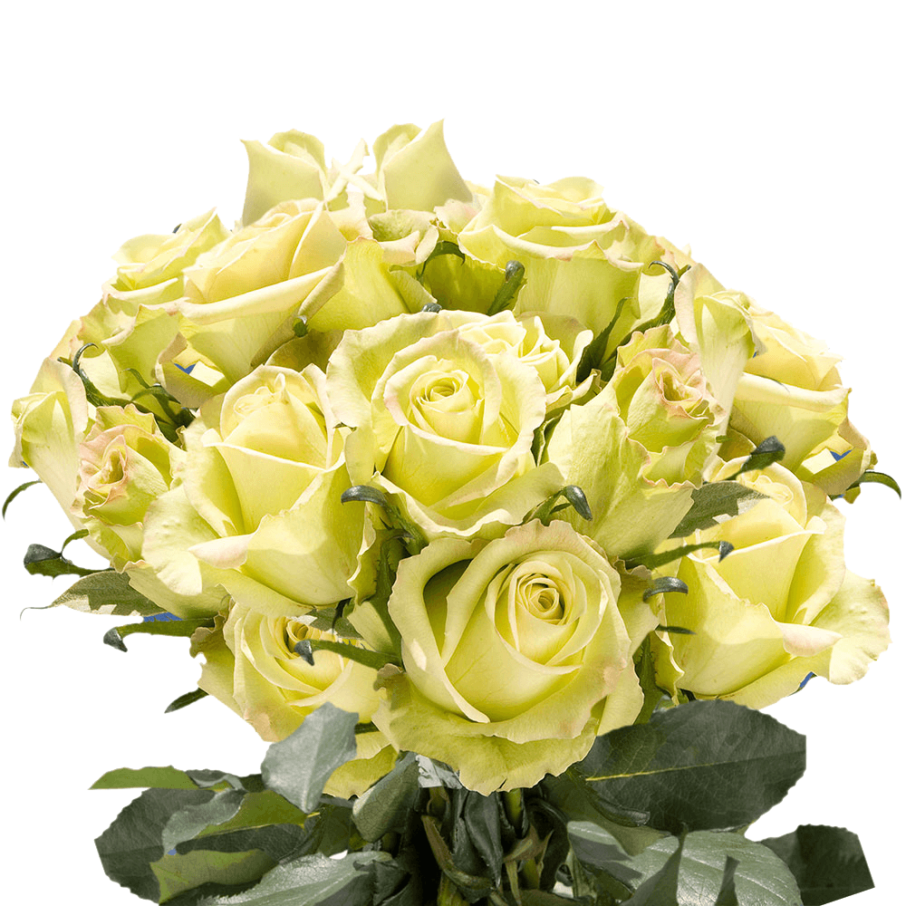 Gorgeous Green Roses