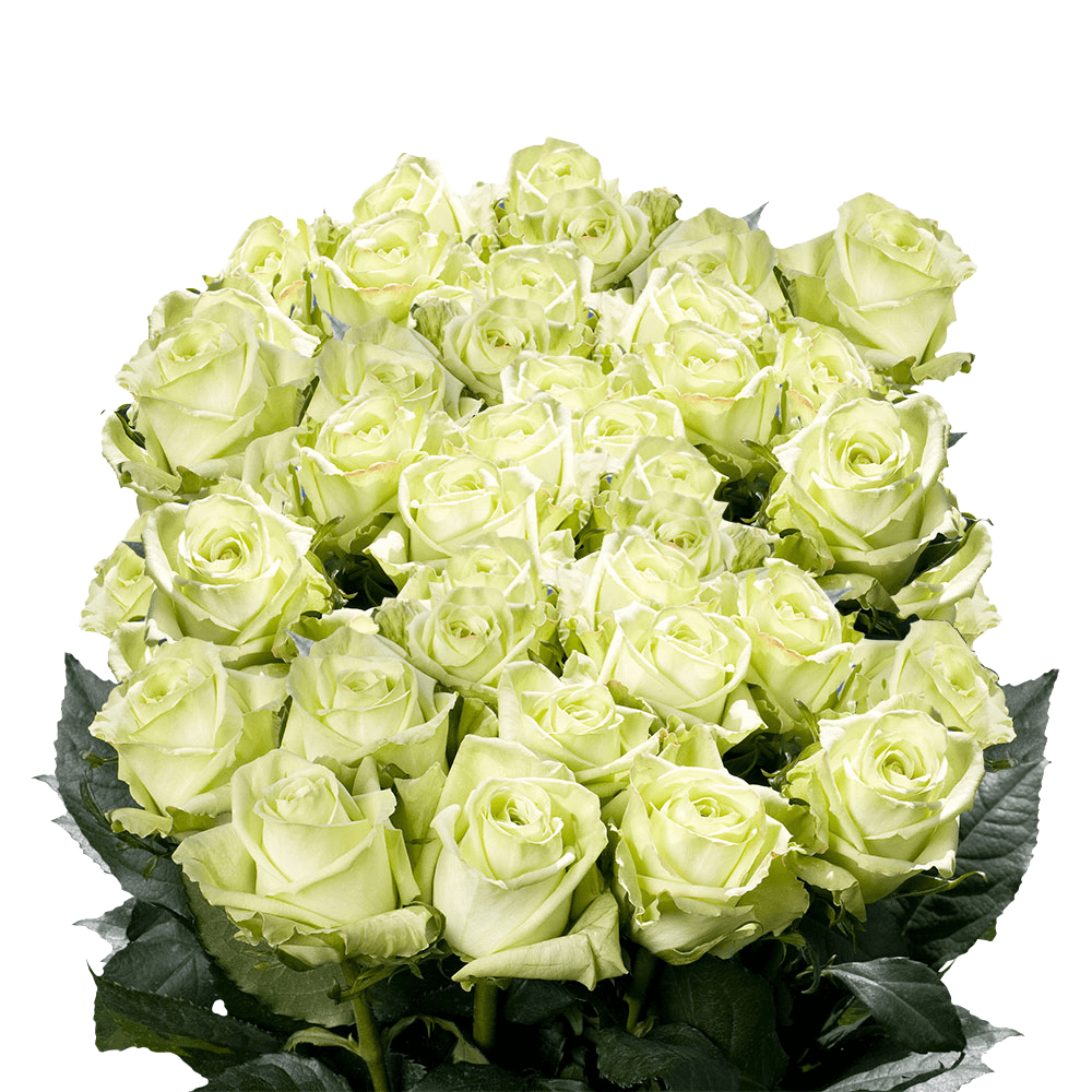 Gorgeous Light Green Bridal Roses