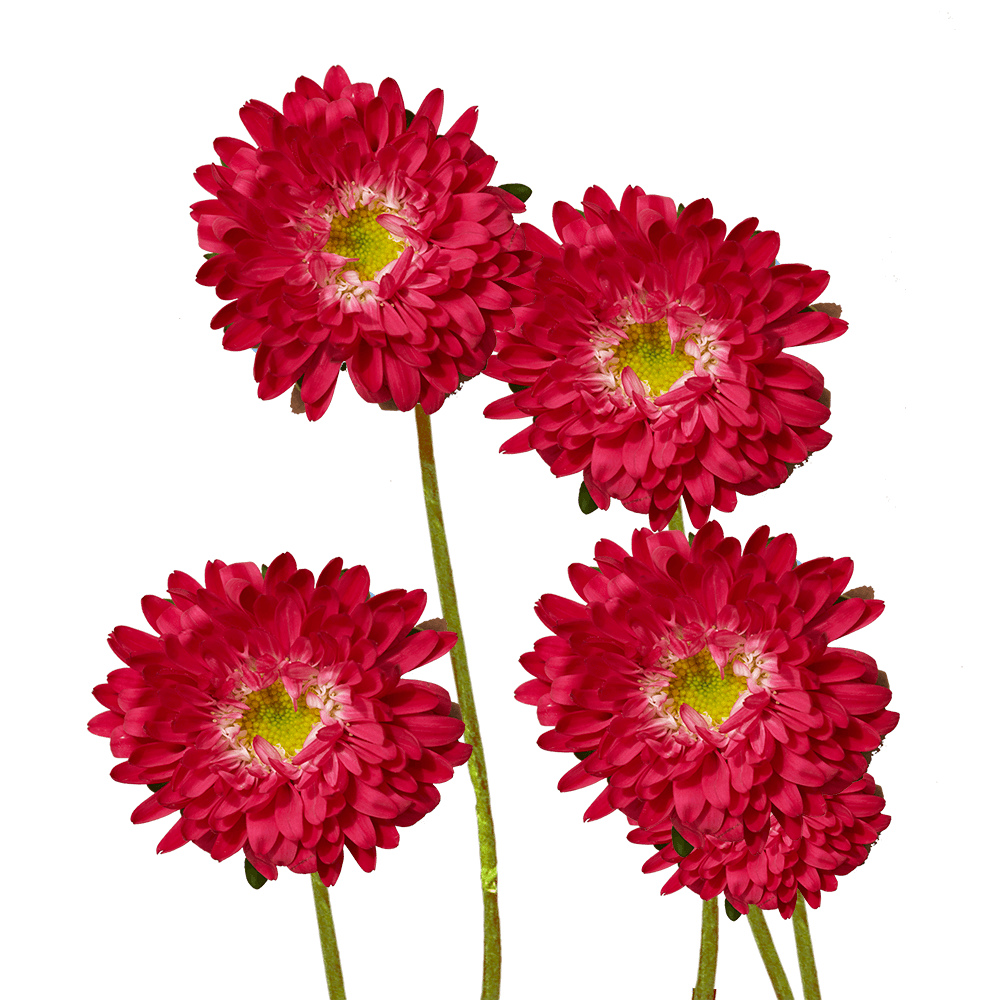 Gorgeous Red Aster Matsumoto Flowers