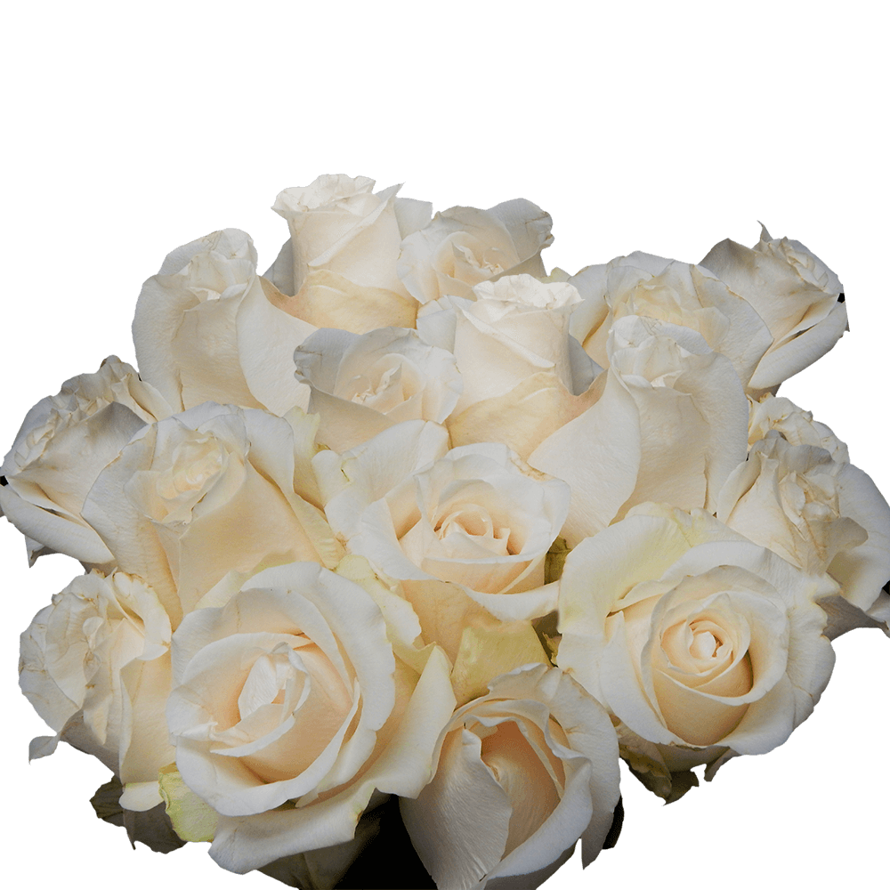 Ivory Extra Long Stem Roses for Wedding Table Centerpieces
