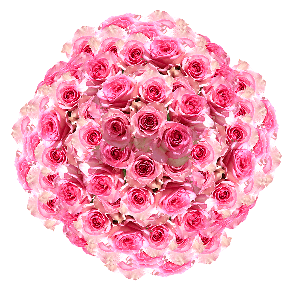 Light Pink Roses Free Valentine's Day Delivery