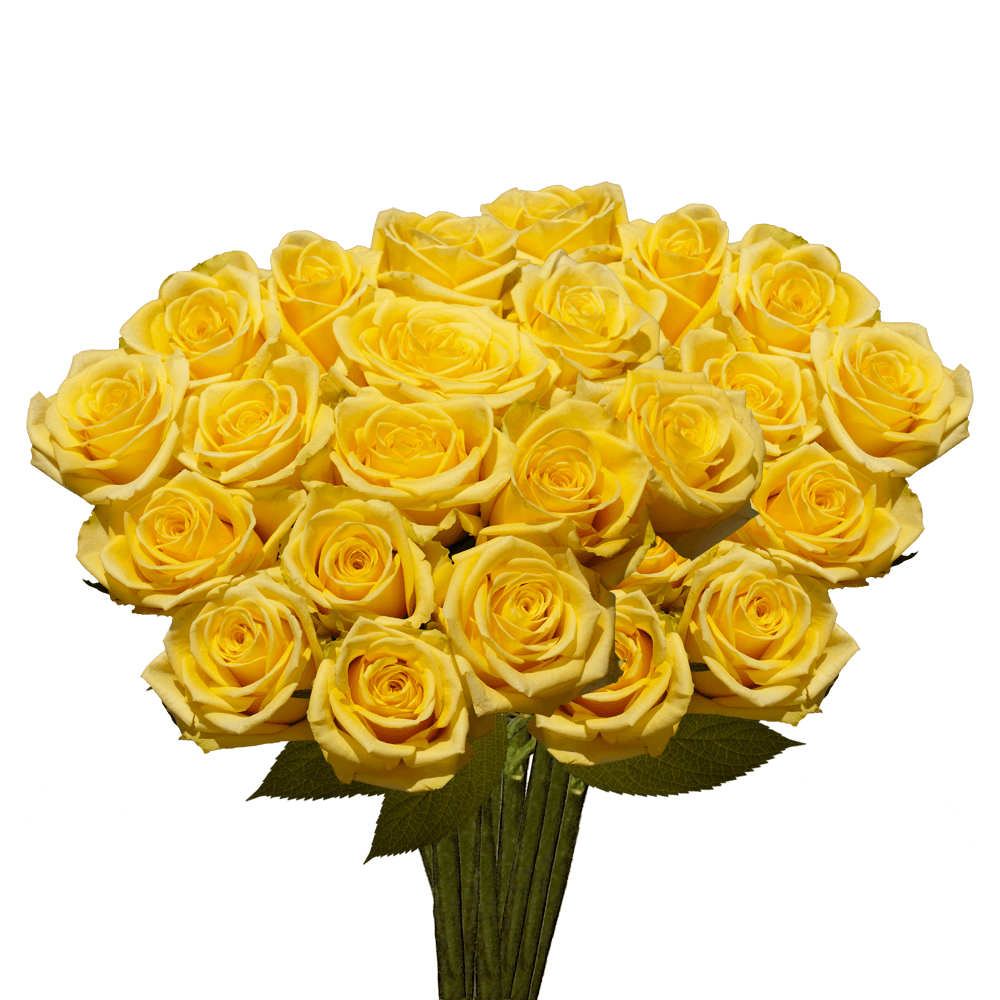 Long Stem Bulk Yellow Roses