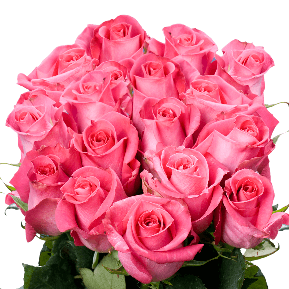 Long Stem Deep Pink Roses