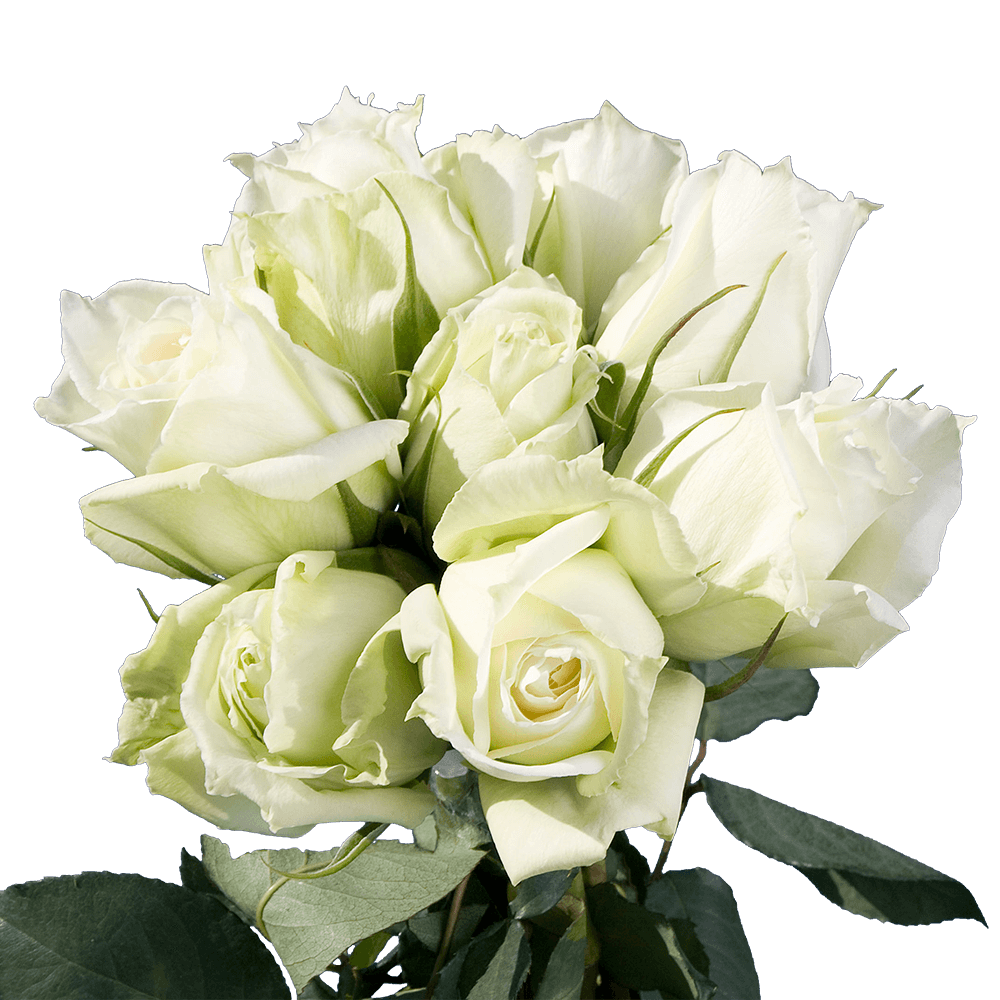 Long White and Green Roses
