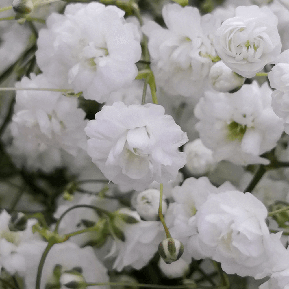 Million Star Gypsophila Perfect for Bouquets