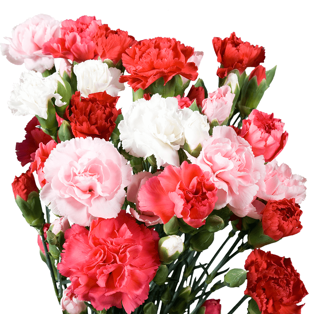Mother's Day Spray Carnations Cheap