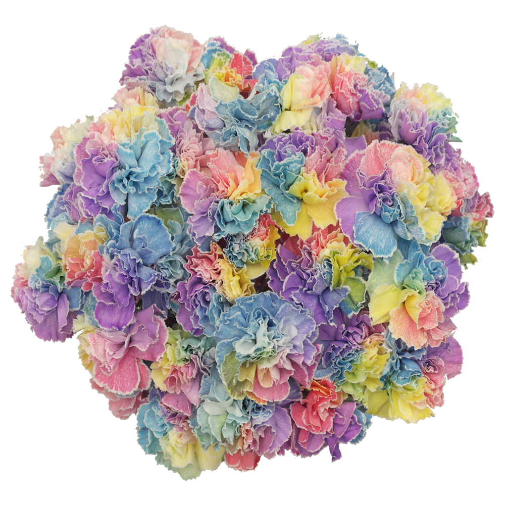 Natural Tinted Rainbow Carnations Discount Prices