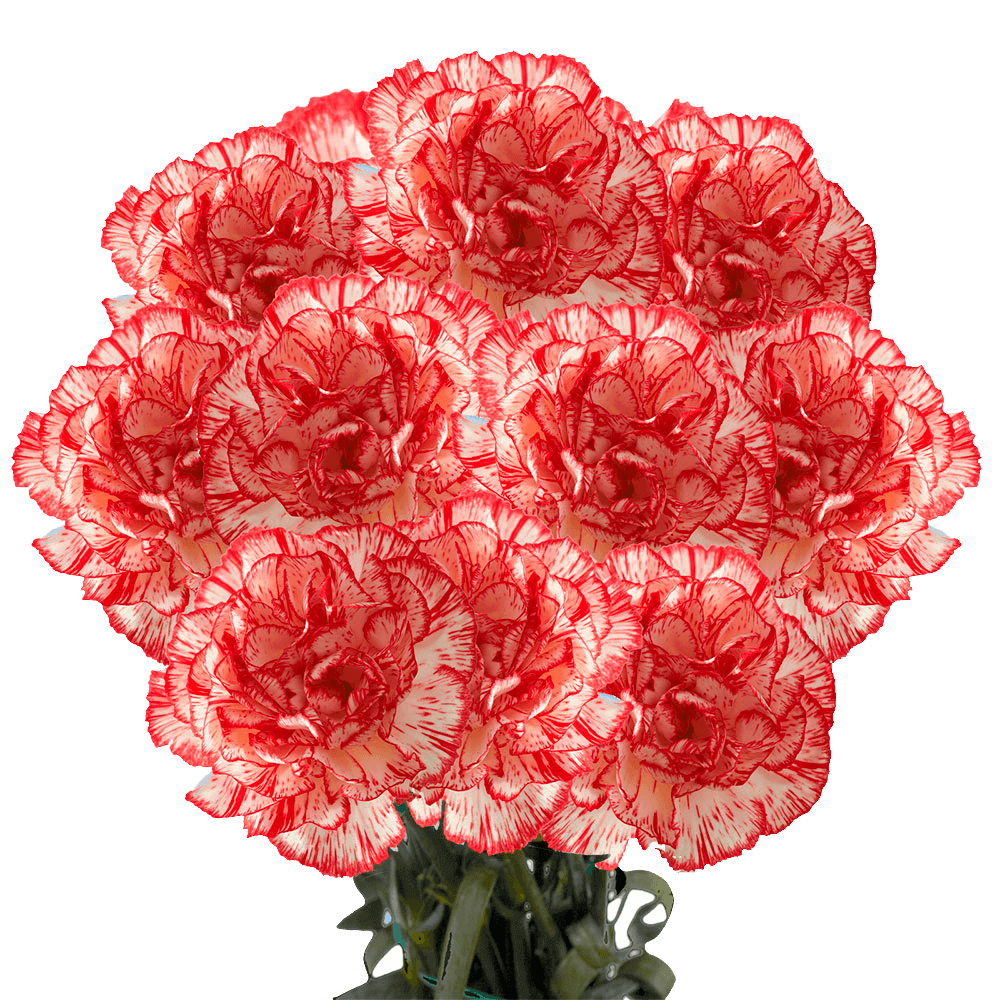 Next Day Delivery Cheap Peppermint Carnations