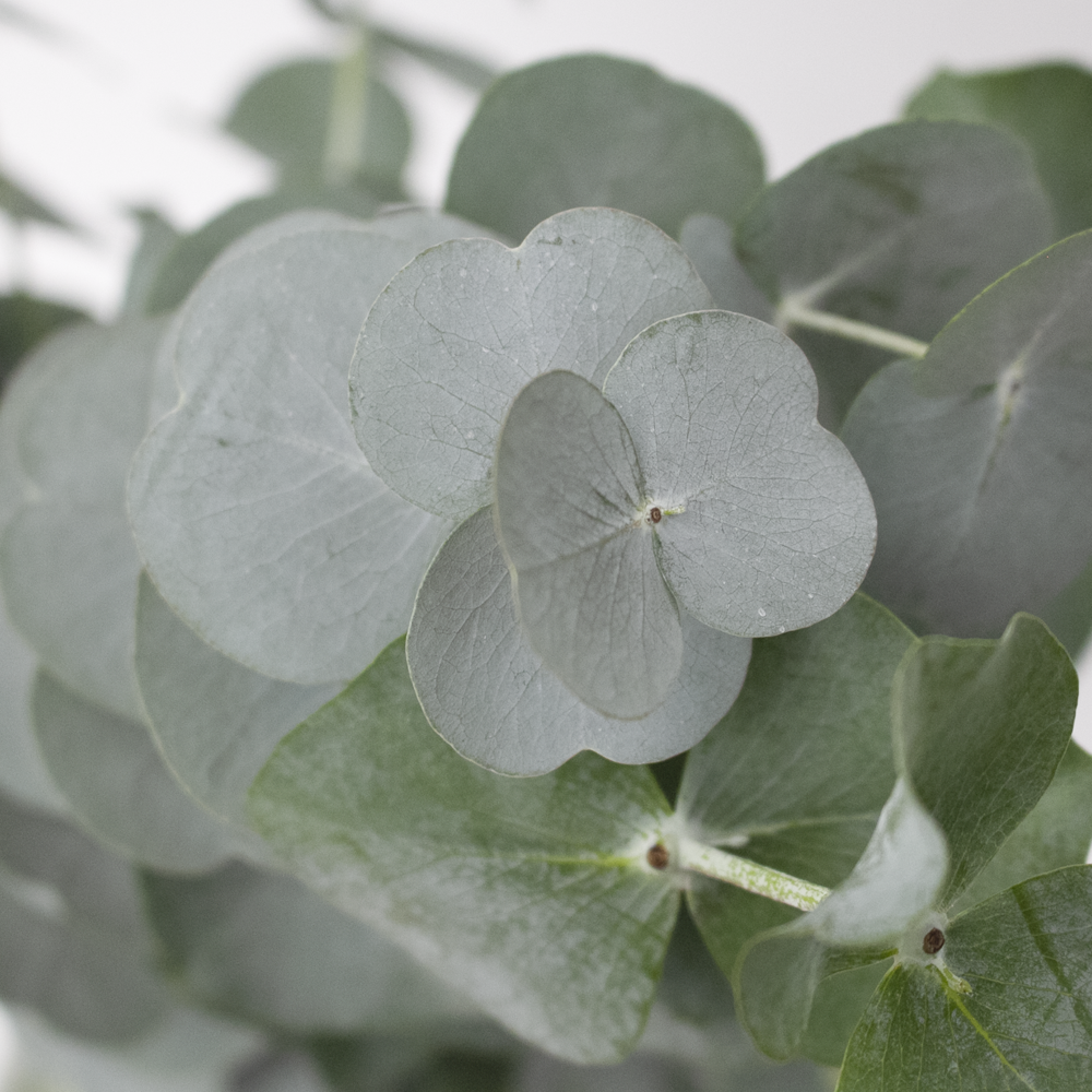 Online Eucalyptus Cinerea Flower Fillers