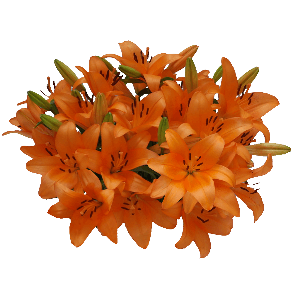Orange Asiatic Lilies Flowers Delivery