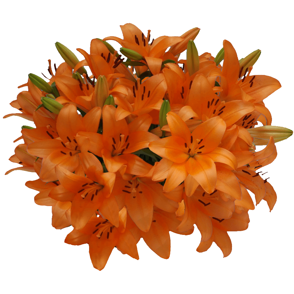 Orange Asiatic Lily Flowers Lilies Grower Direct Shipping